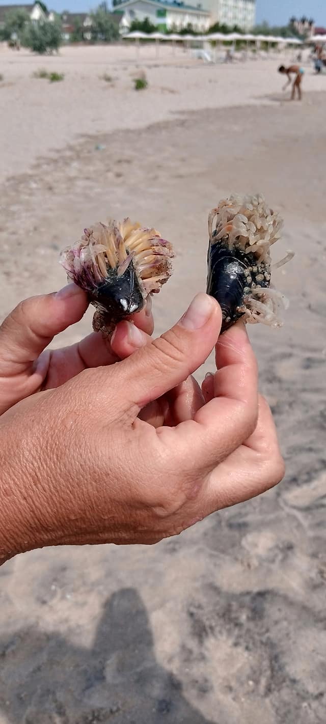 На берегу Азовского моря нашли причудливых созданий: что оно такое?! (фото)