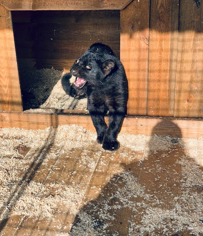 Влюбленные леопарды: на Арабатской стрелке поселились дикие кошки (фото)