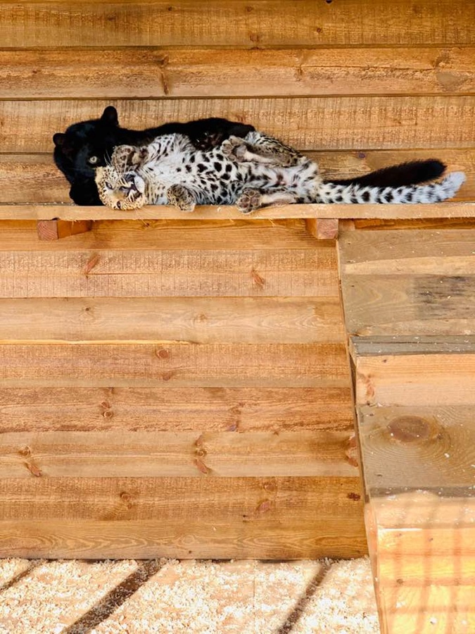 Влюбленные леопарды: на Арабатской стрелке поселились дикие кошки (фото)