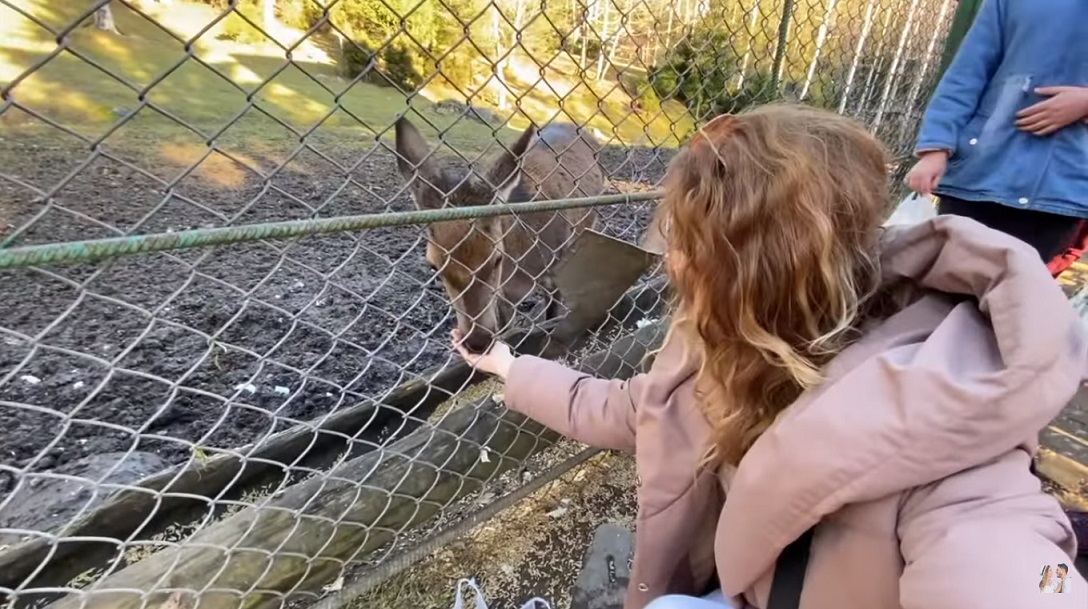 Самый старый виадук и "оленья терапия": лучшие места рядом с Буковелем в одном видео