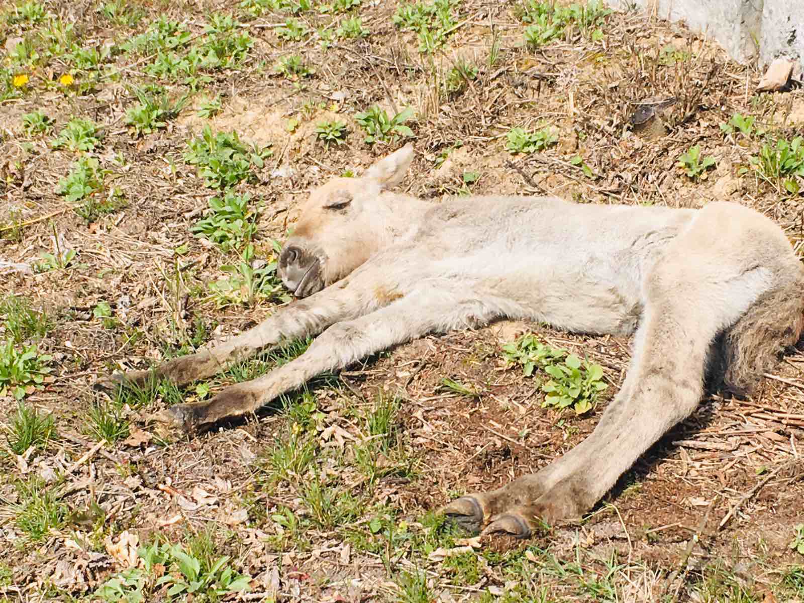 Бродил с ожогами на пожарище: в Чернобыле спасли жеребенка Пржевальского (видео)