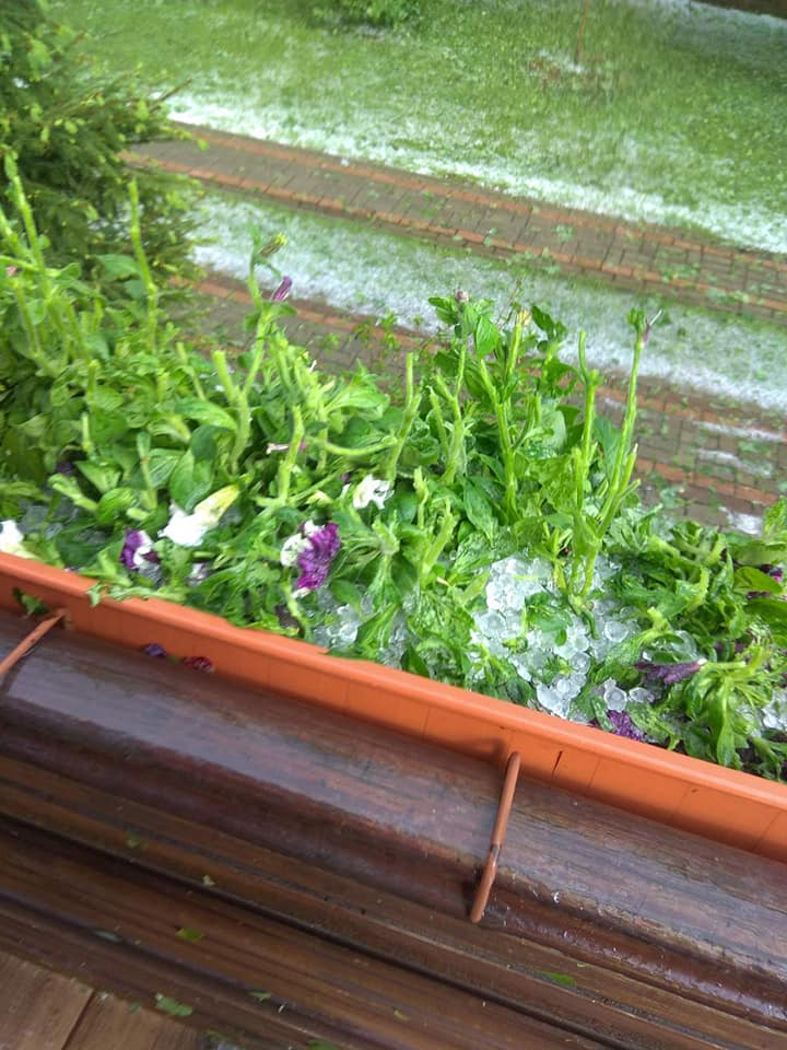 Под Киевом выпал крупный град: известный политик показала последствия непогоды (фото)