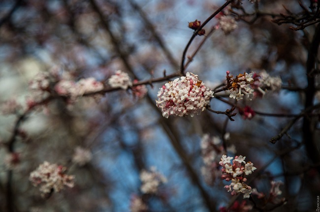 В Одессе из-за аномальной зимы зацвел сад: фантастические фото