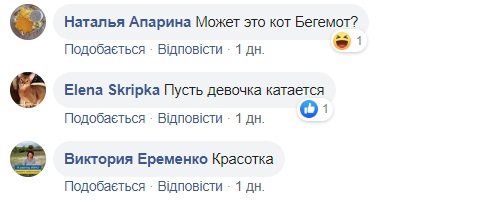 У запорізьких маршрутках подорожує кіт: їздить сам по собі