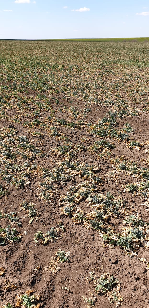 Будет голод: под Одессой люди молят о помощи