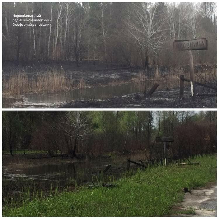 Чернобыльская зона оживает после большого пожара: появились яркие фото