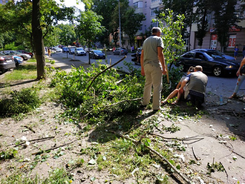 У Києві на дівчину впало дерево: фото інциденту