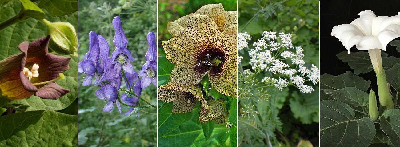 Ці милі на вигляд рослини можуть викликати важкі опіки, в Україні їх повно