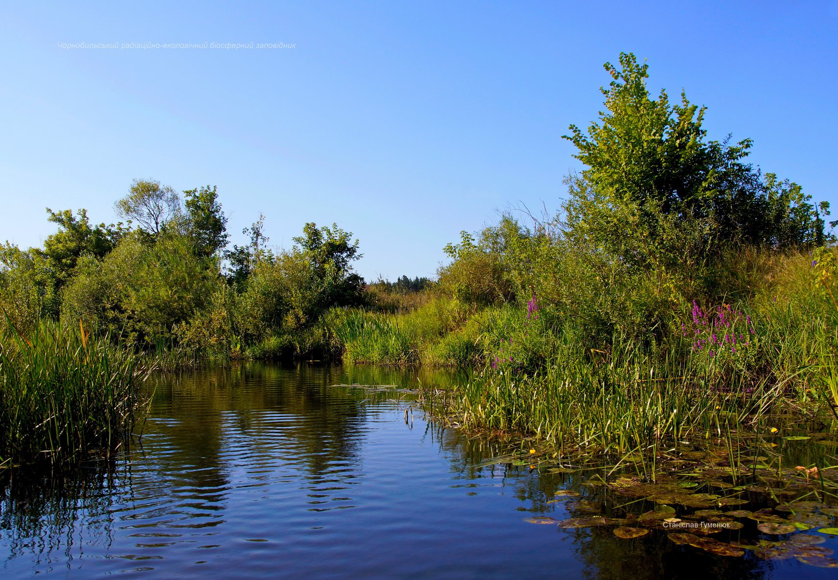 В Чернобыле показали на фото невероятной красоты природу, что отдыхает от людей