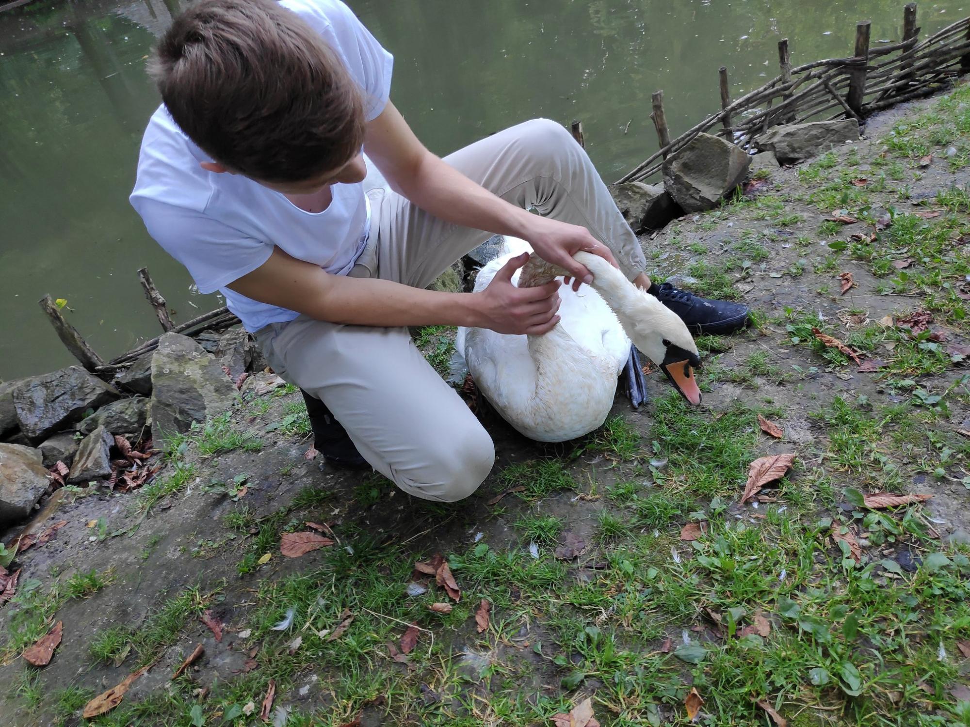 Пара з Одеси врятувала лебедя у Львові: гачок зачепився за шию