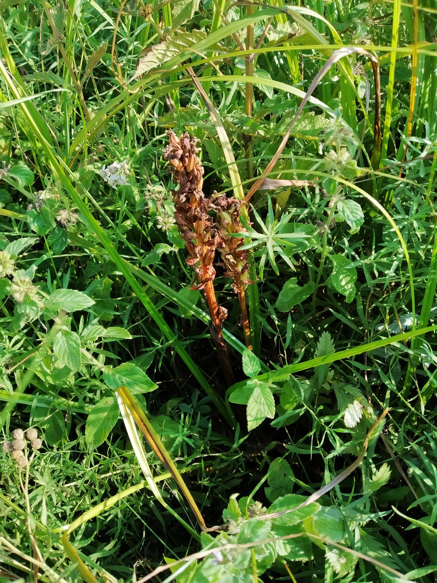 Під Києвом знайшли "червонокнижні" рослини: зустрічаються дуже рідко