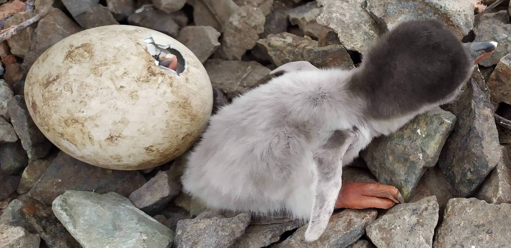Украинские полярники в Антарктиде увидели чудо рождения на Святого Николая: яркие фото