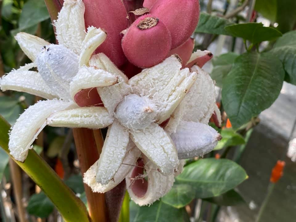 Українка виростила вдома незвичайні кольорові банани (фото)