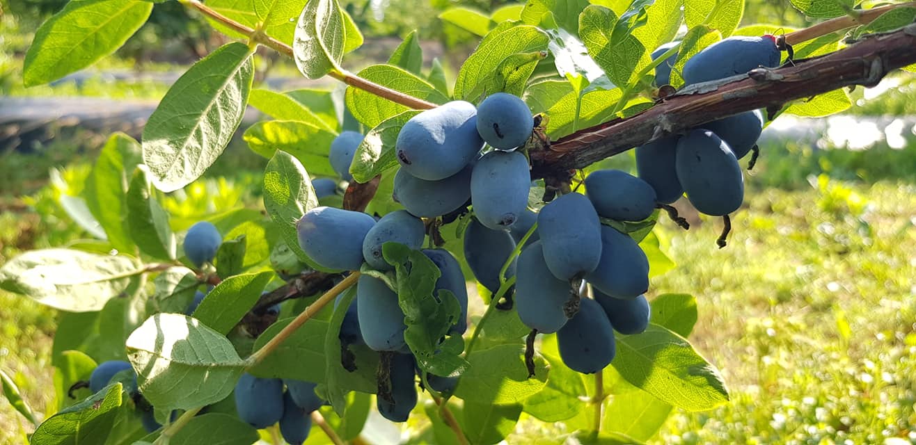 Експерт назвав найурожайніший сорт жимолості: майже 2 кг з куща!