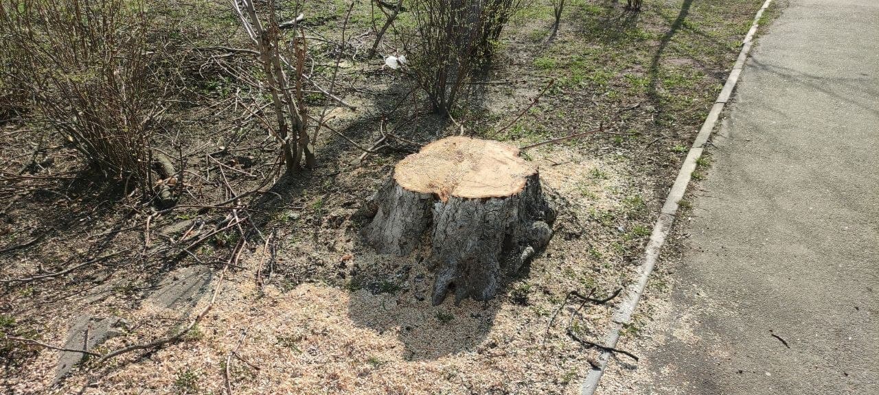 В Киеве уничтожили деревья в сквере, который создали в честь украинского разведчика (фото)