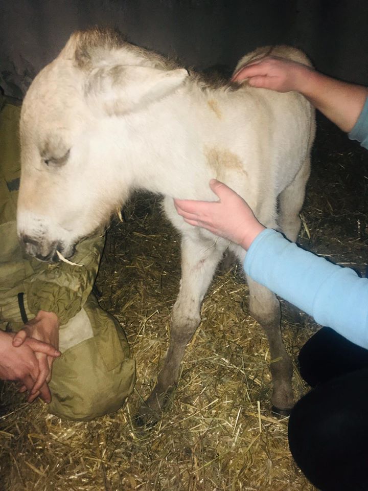 Бродил с ожогами на пожарище: в Чернобыле спасли жеребенка Пржевальского (видео)