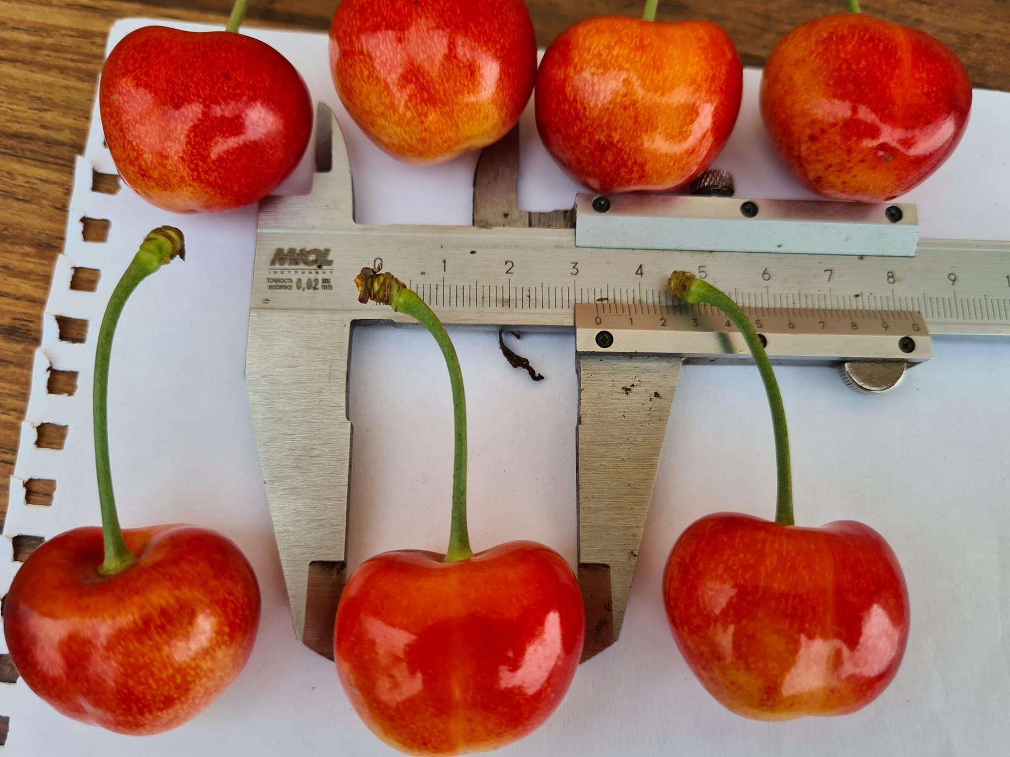 Украинские фермеры вырастили черешню рекордных размеров: фото ягоды-гиганта