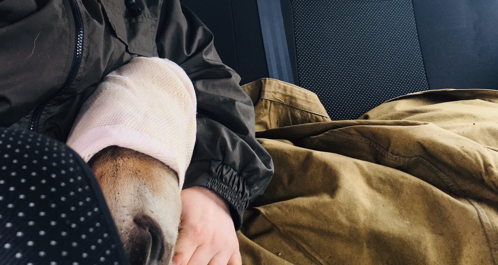 Бродил с ожогами на пожарище: в Чернобыле спасли жеребенка Пржевальского (видео)