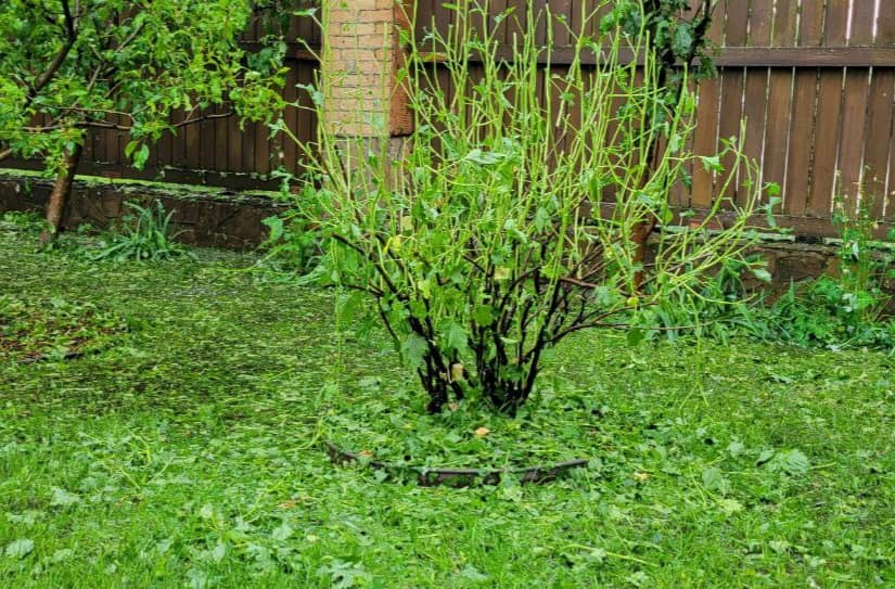 Под Киевом выпал крупный град: известный политик показала последствия непогоды (фото)