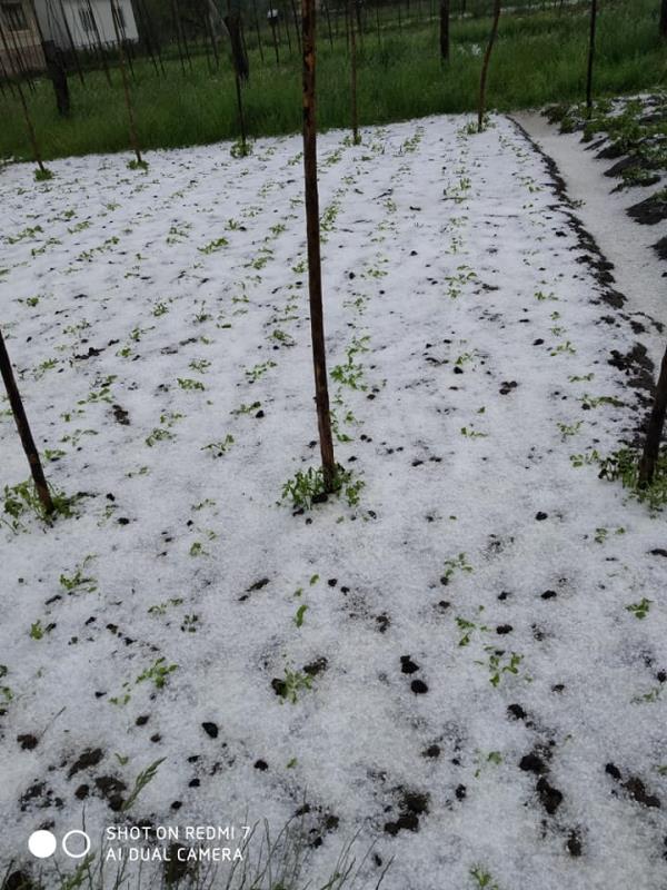 Град на Закарпатье полностью уничтожил будущий урожай (фото)