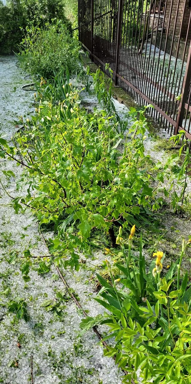 Под Киевом выпал крупный град: известный политик показала последствия непогоды (фото)