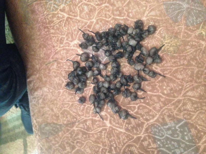 В Киевской области разоблачили группу наркоторговцев