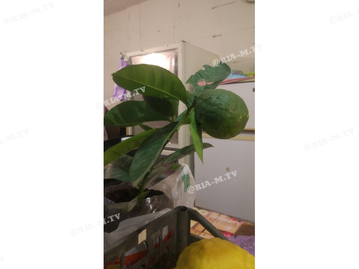 Под Запорожьем фермеры выращивают гигантские лимоны (фото)