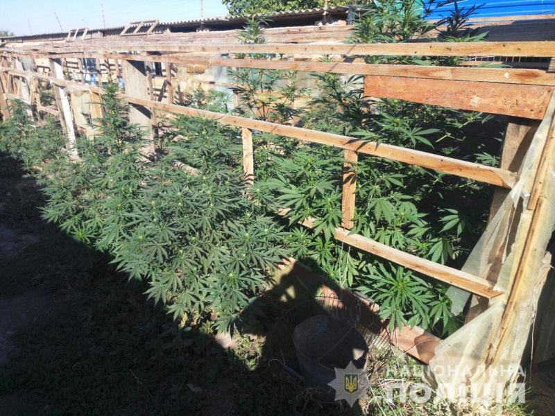 В Херсонской области задержали наркоторговцев с 18 кг марихуаны