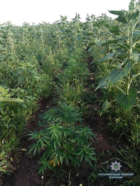 В Николаевской области обнаружили плантацию конопли стоимостью более 2 млн гривен