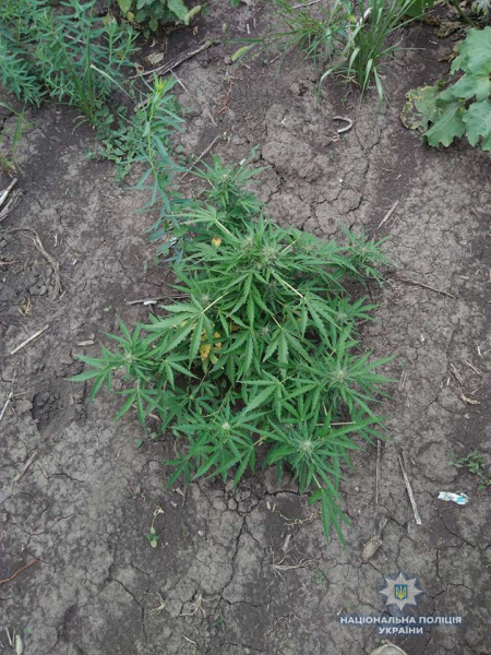 В Николаевской области обнаружили плантацию конопли стоимостью более 2 млн гривен