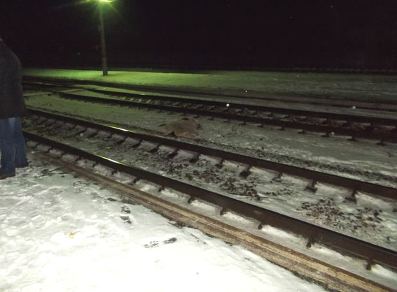 У Рівненській області під потяг потрапило двоє людей