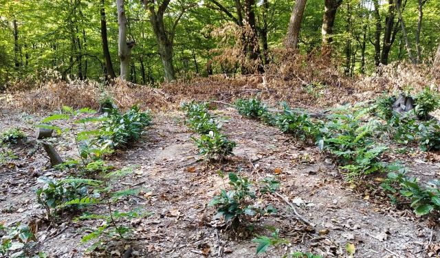 В Украине среди осени зацвел чай на уникальной плантации: яркие фото