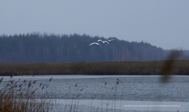 Аномальная зима в Чернобыле: появились фото уникальных животных