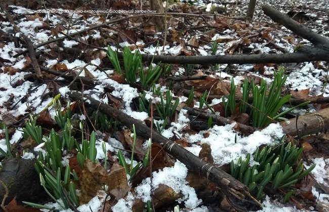 Аномальная зима в Чернобыле: новые впечатляющие фото оживающей природы