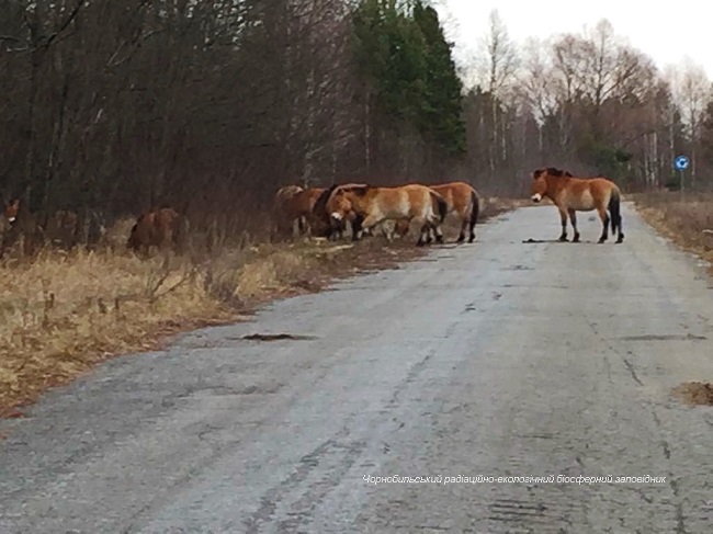 Появились новые фото исчезнувших животных из Чернобыльской зоны