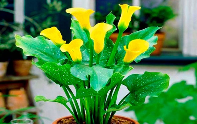 Ці кімнатні рослини накликають на дім біди і нещастя