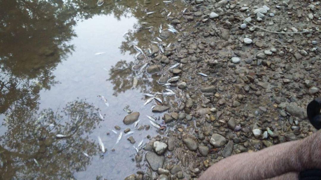 Крым столкнулся с экологической катастрофой: реки превратились в лужи