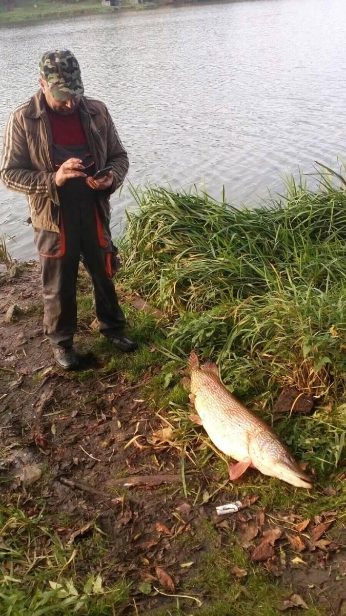 Українець упіймав гігантську щуку: фото "монстра"