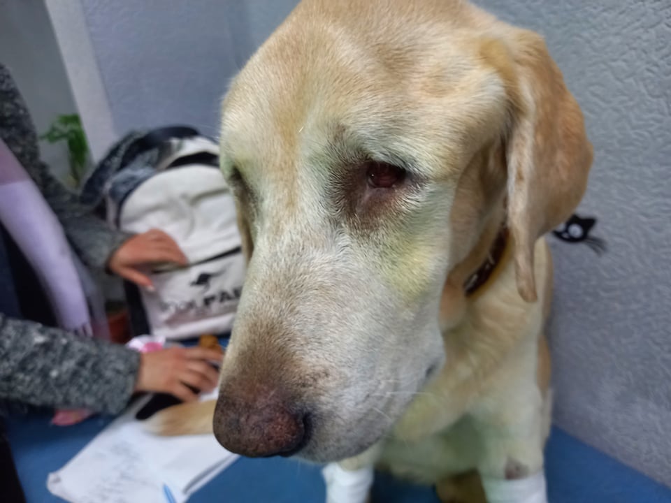 В Запорожье мужчина выбил собаке оба глаза, но она продолжала любить хозяина