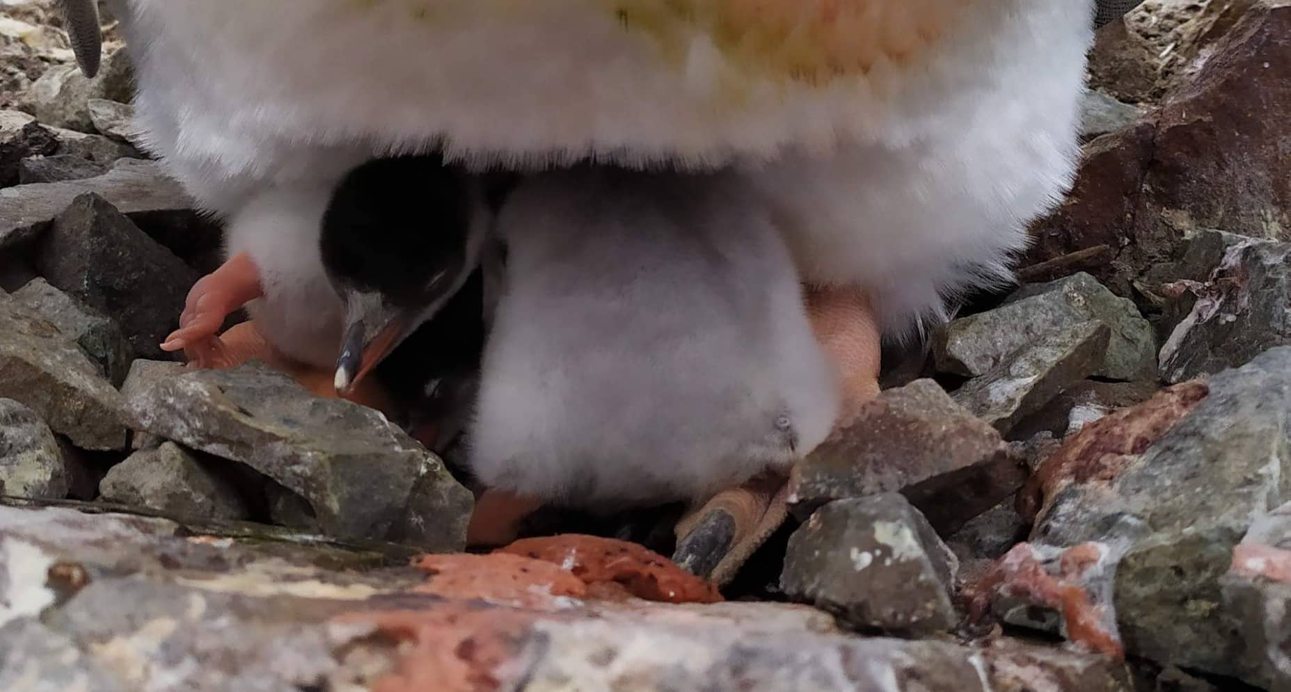 Украинские полярники в Антарктиде увидели чудо рождения на Святого Николая: яркие фото