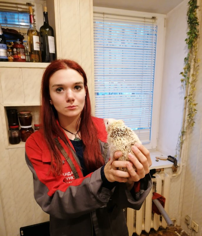 В Киеве всю ночь спасали экзотического ежа, который застрял в батарее (фото)