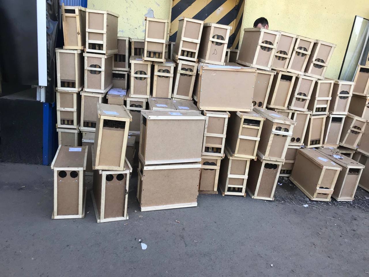 Укрпочта погубила 8 млн пчел: последствия халатности показали на фото