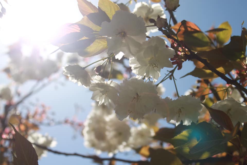 В Киеве зацвела самая длинная аллея сакур Украины: появились красочные фото