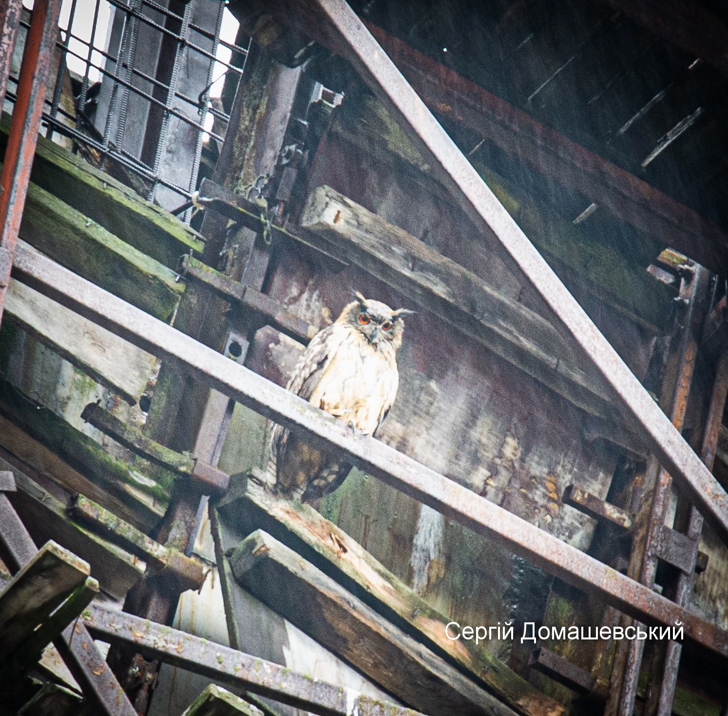 В Чернобыле огромная хищная птица поселилась прямо на градирне ЧАЭС (фото)