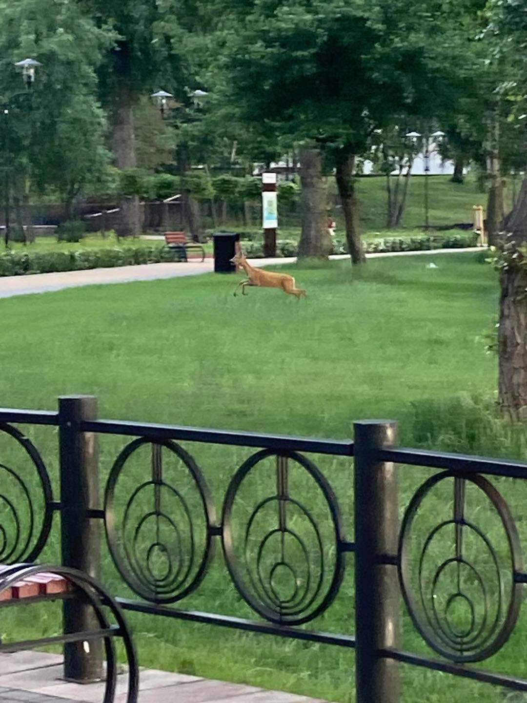 В Киеве заметили косулю, которая переплыла Днепр