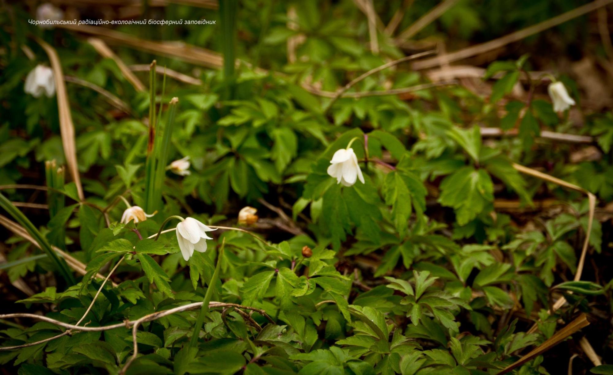Світ краси став попелищем: дивовижні фото із зони відчуження до пожеж