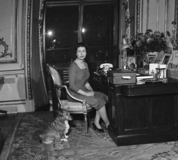 В Королевском дворце "пополнение": Елизавета II завела новых питомцев