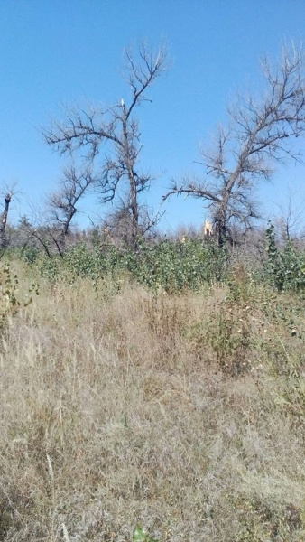 В Донецкой области боевики обстреляли жилой сектор