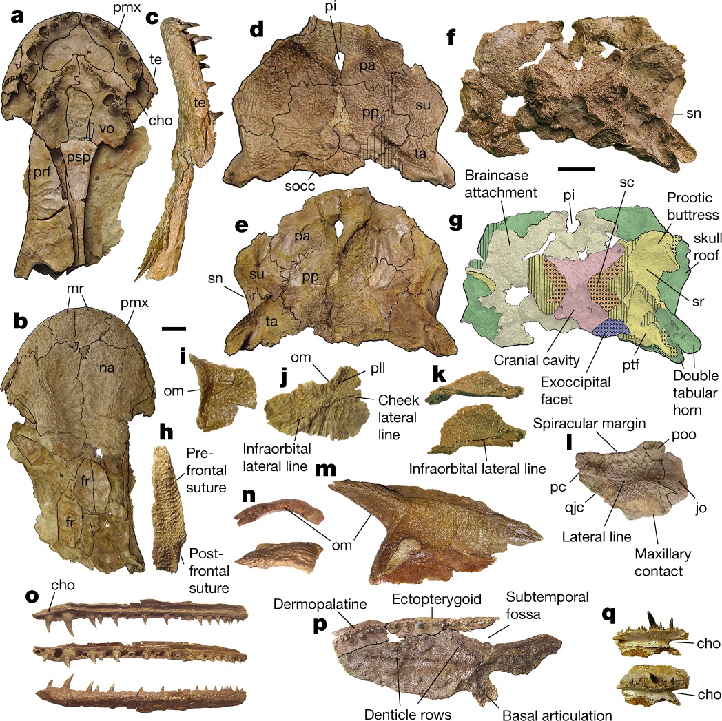 Ученые нашли древнейшего предка человека: открытие объясняет многое