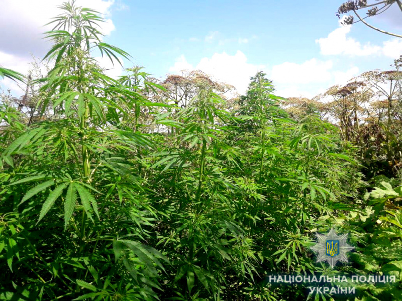На земельном участке жителя Ровенской области обнаружили плантацию конопли